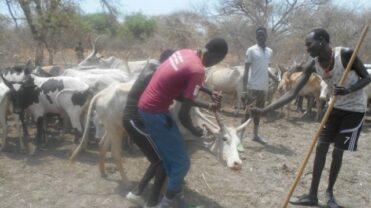 Ausgebildete Tiergesundheitshelfer im Einsatz | Südsudan